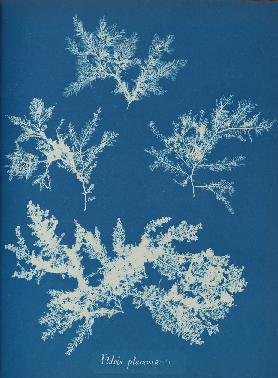 Ptilota plumosa, ca. 1853. af Anna Atkins