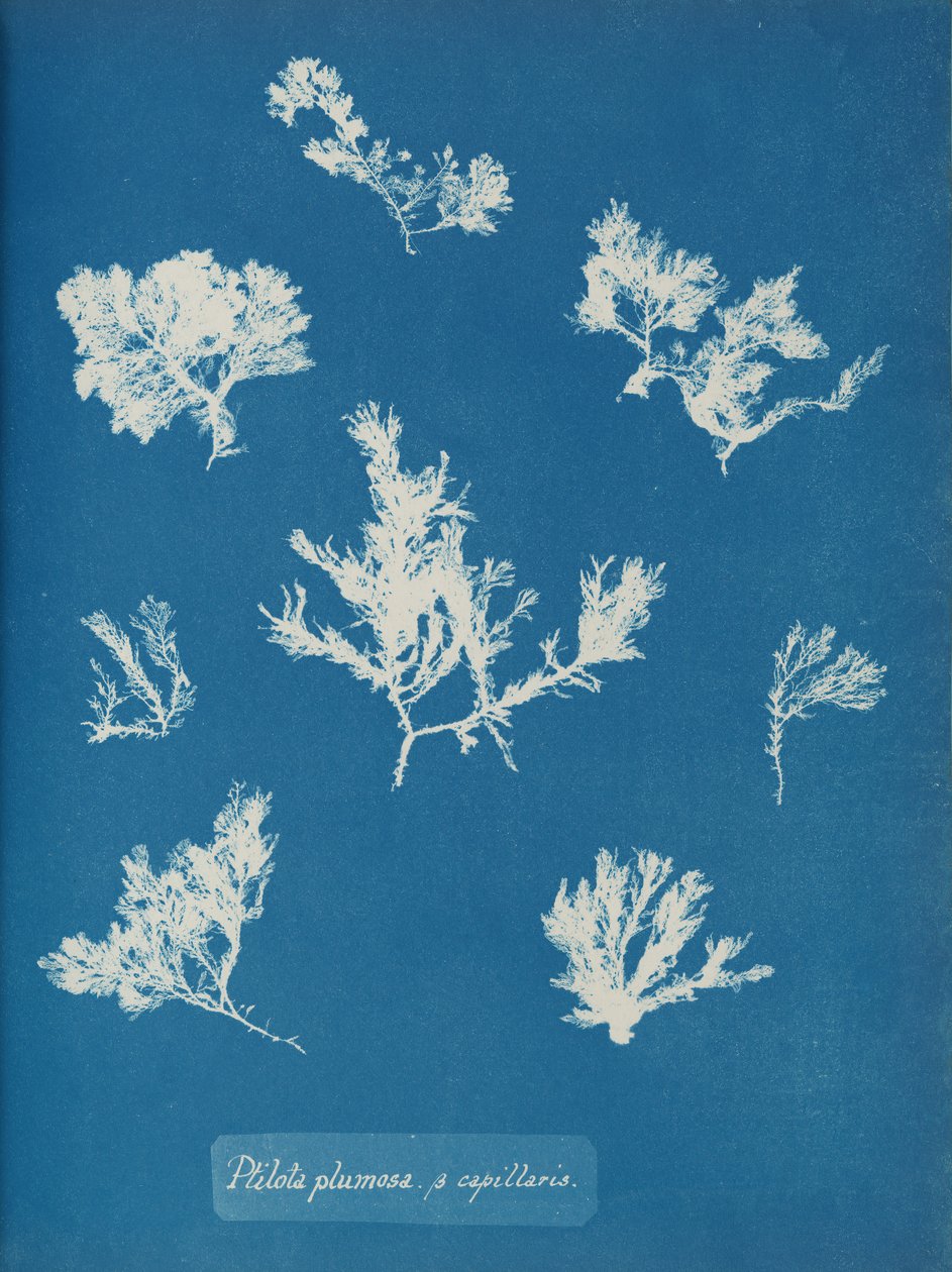 Ptilota plumosa. ß kapillærer, ca. 1853. af Anna Atkins