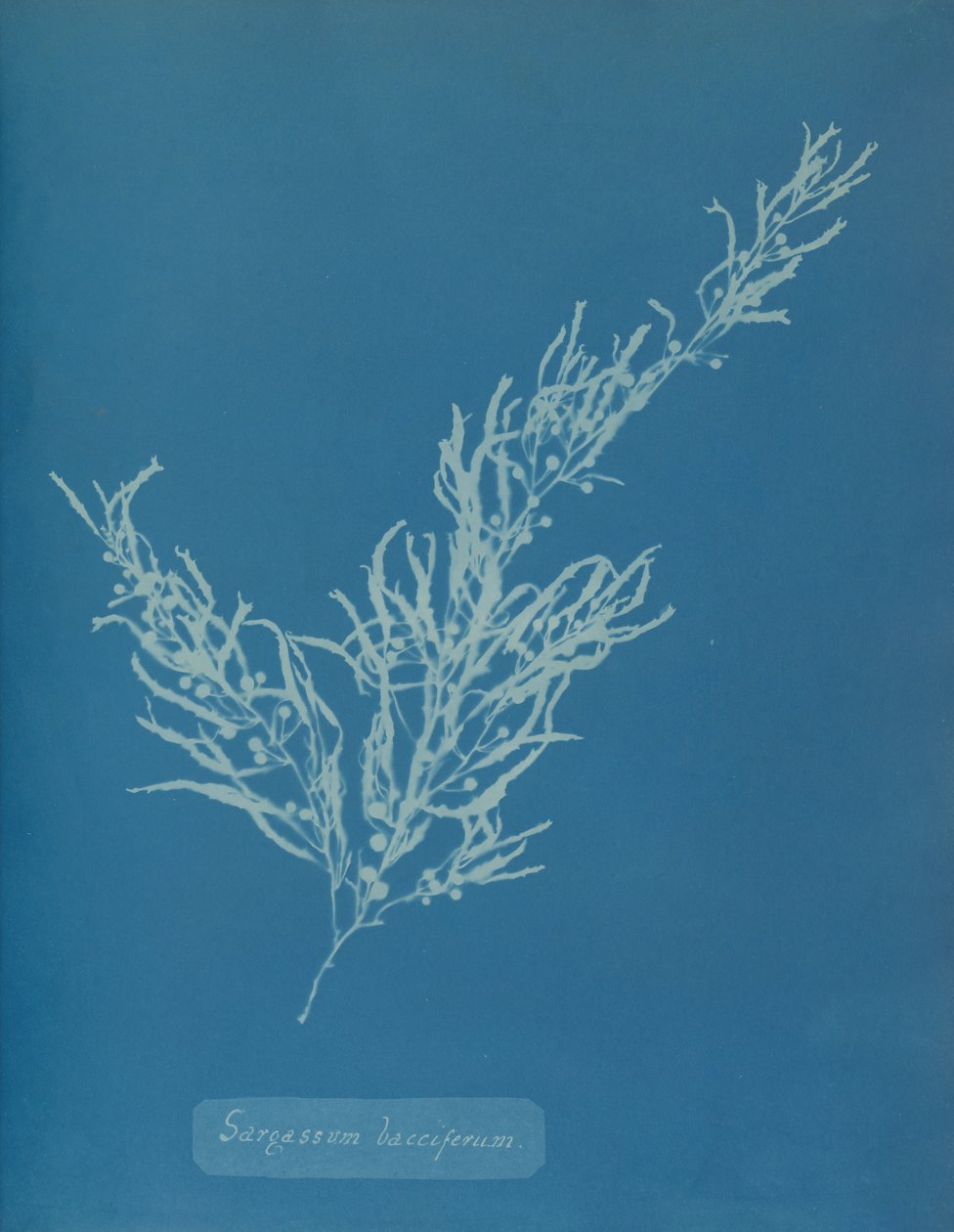 Sargassum bacciferum, ca. 1853. af Anna Atkins