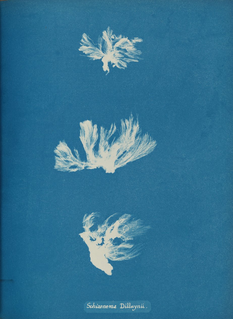 Skizonema Dillwynii, ca. 1853. af Anna Atkins