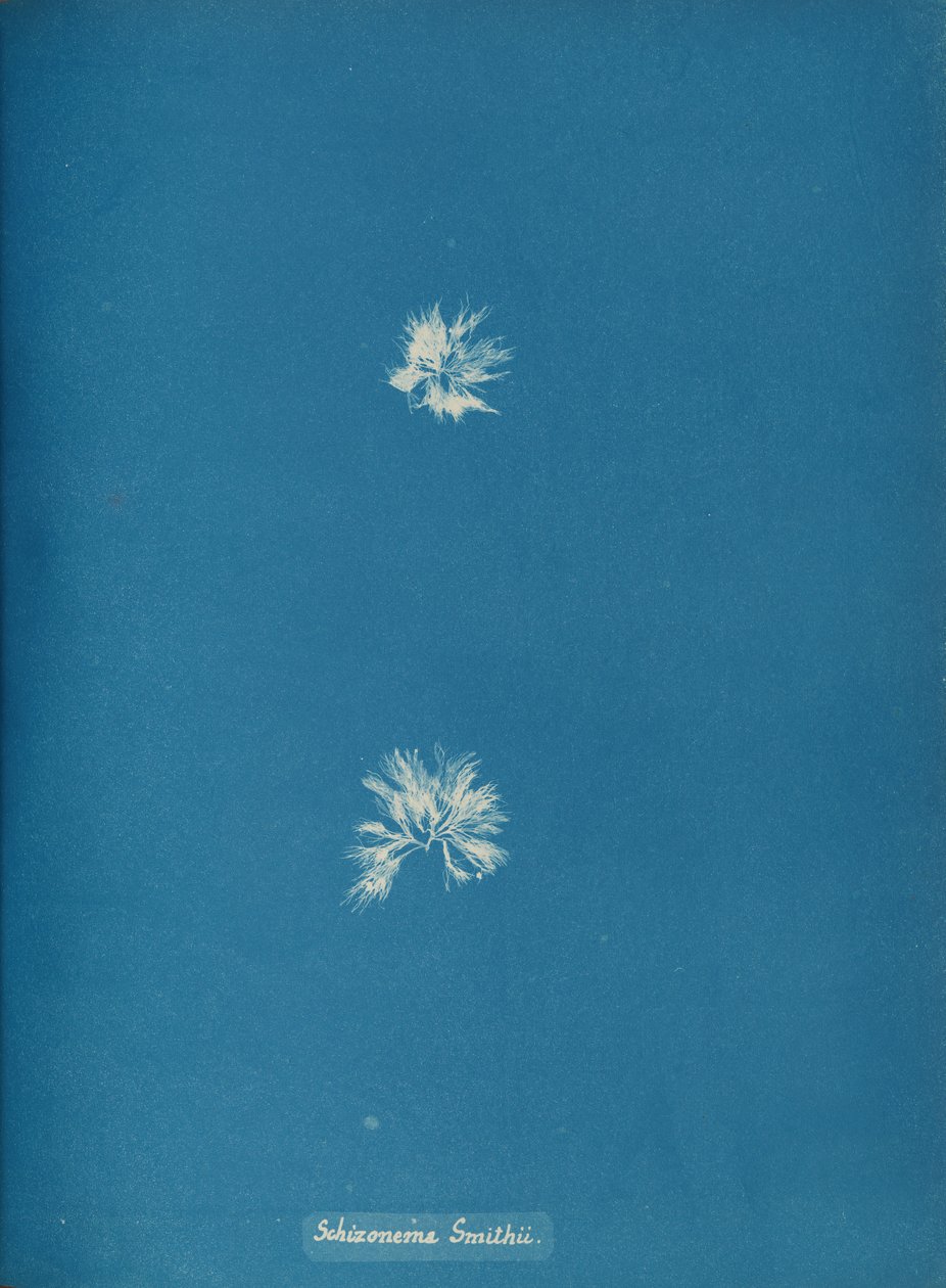 Schizonema Smithii, ca. 1853. af Anna Atkins