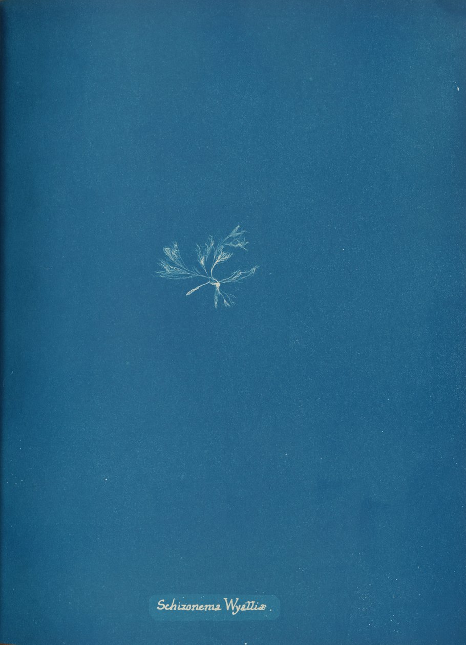 Skizonema Wyattiæ, ca. 1853. af Anna Atkins