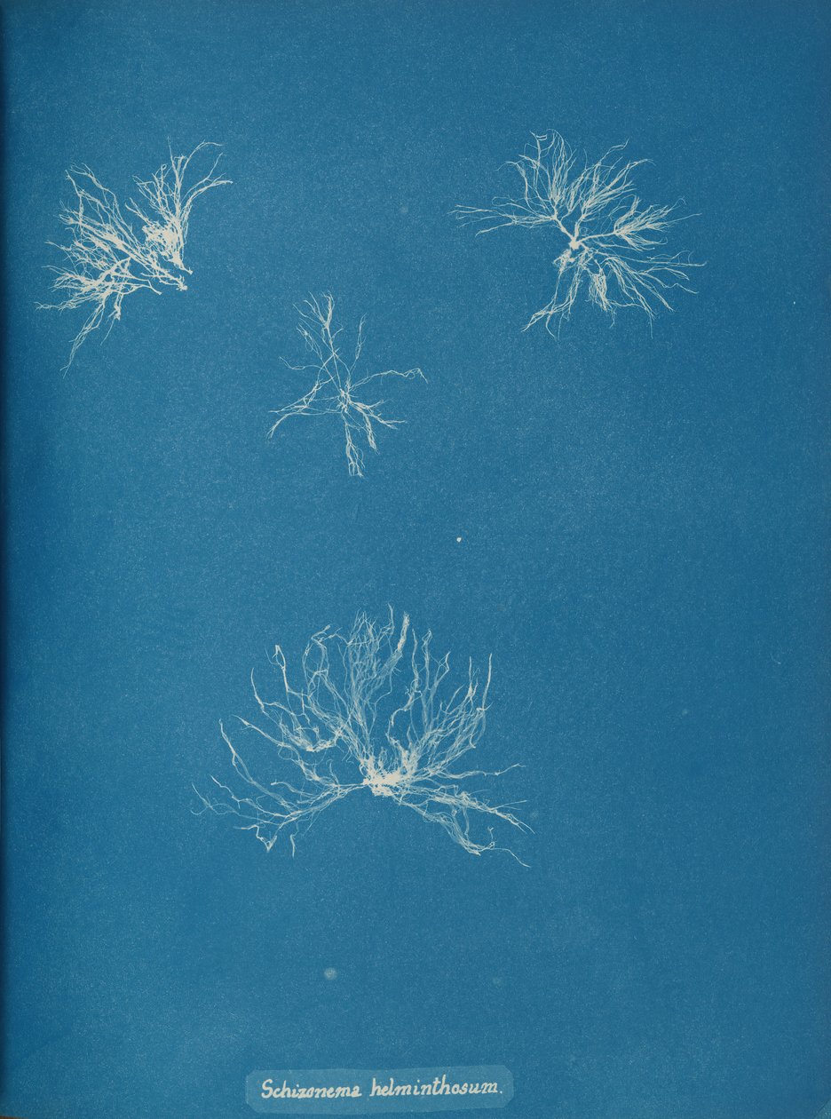 Schizonema helminthosum, ca. 1853. af Anna Atkins
