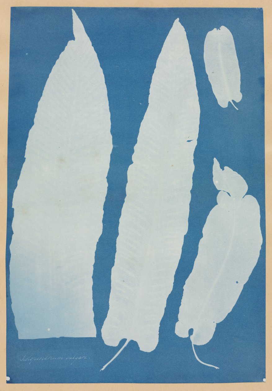 Scolopendrium Vulgare af Anna Atkins