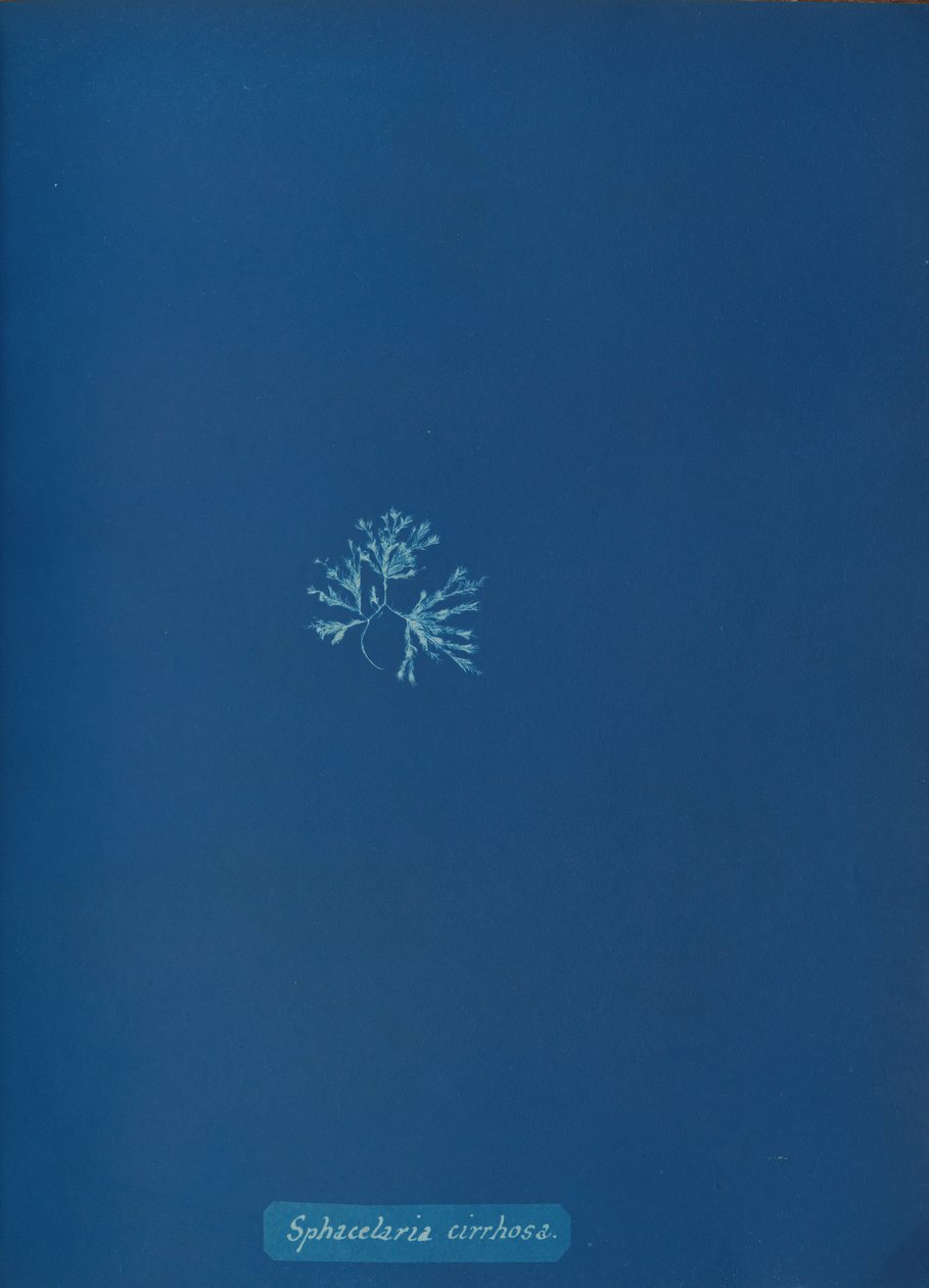 Sphacelaria cirrhosa, ca. 1853. af Anna Atkins