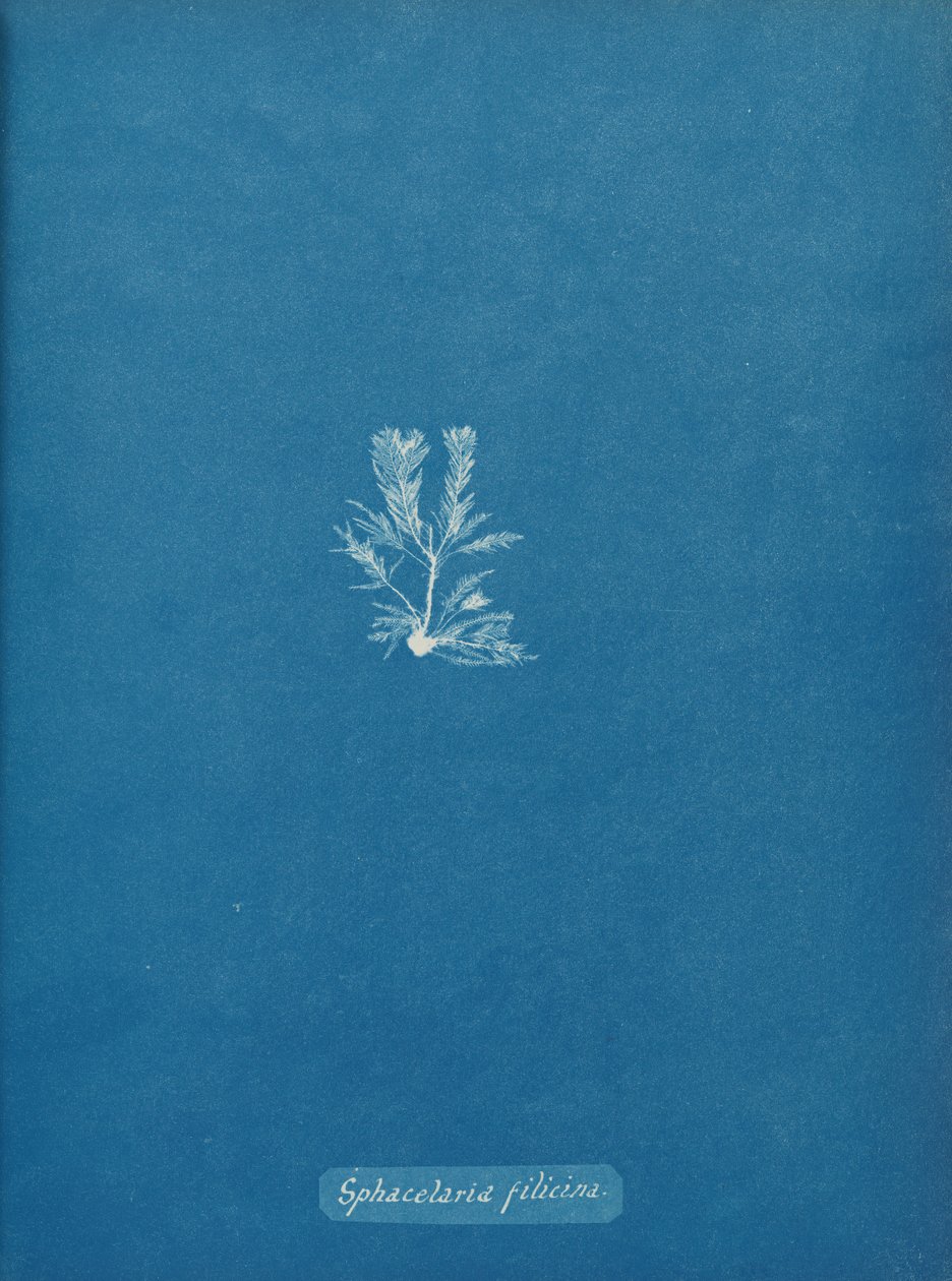 Sphacelaria filicina, ca. 1853. af Anna Atkins