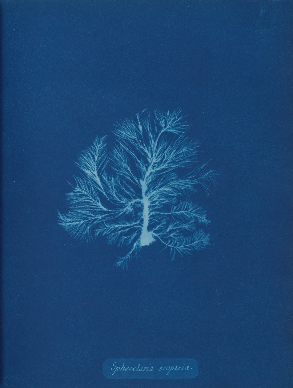 Sphacelaria scoparia, ca. 1853. af Anna Atkins