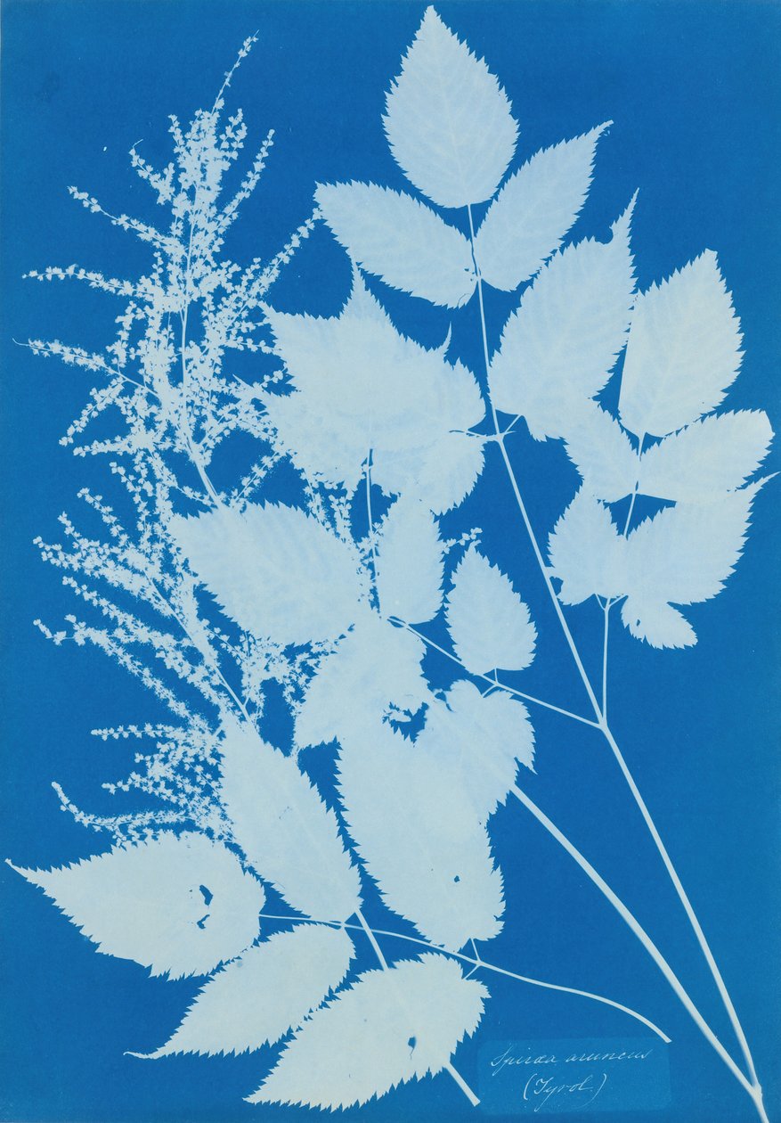 Spiraea arcus Tyrol, 1851-54. af Anna Atkins