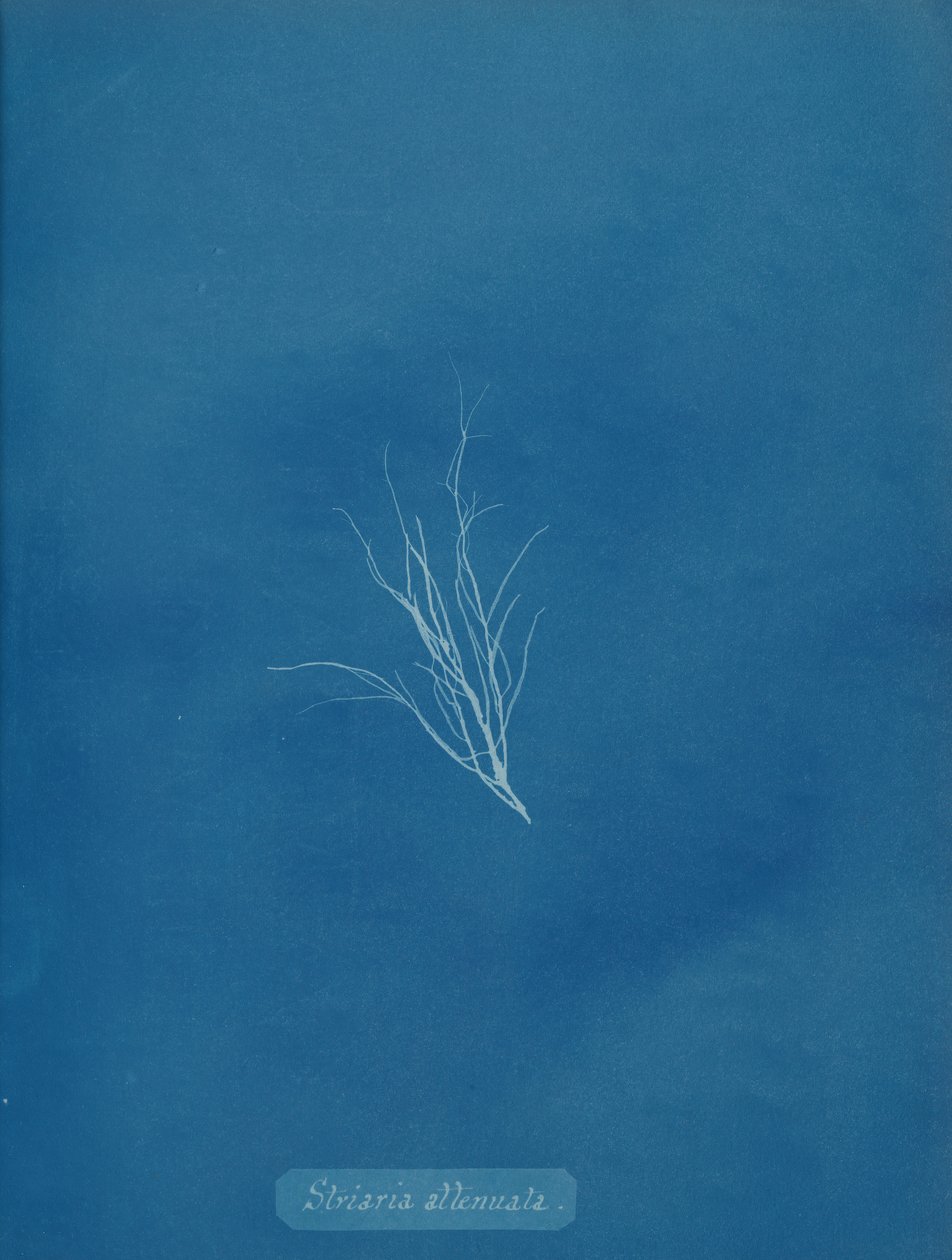 Striaria svækket, ca. 1853. af Anna Atkins