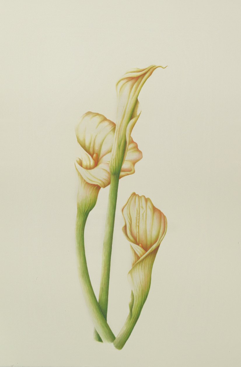 Arum Lily, 2001 (wc på papir) af Annabel Barrett