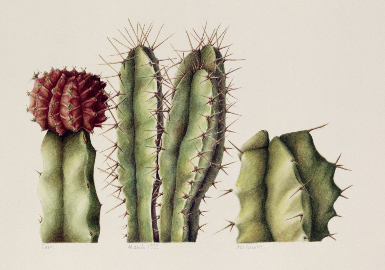 Cacti, 1999 (wc på papir) af Annabel Barrett