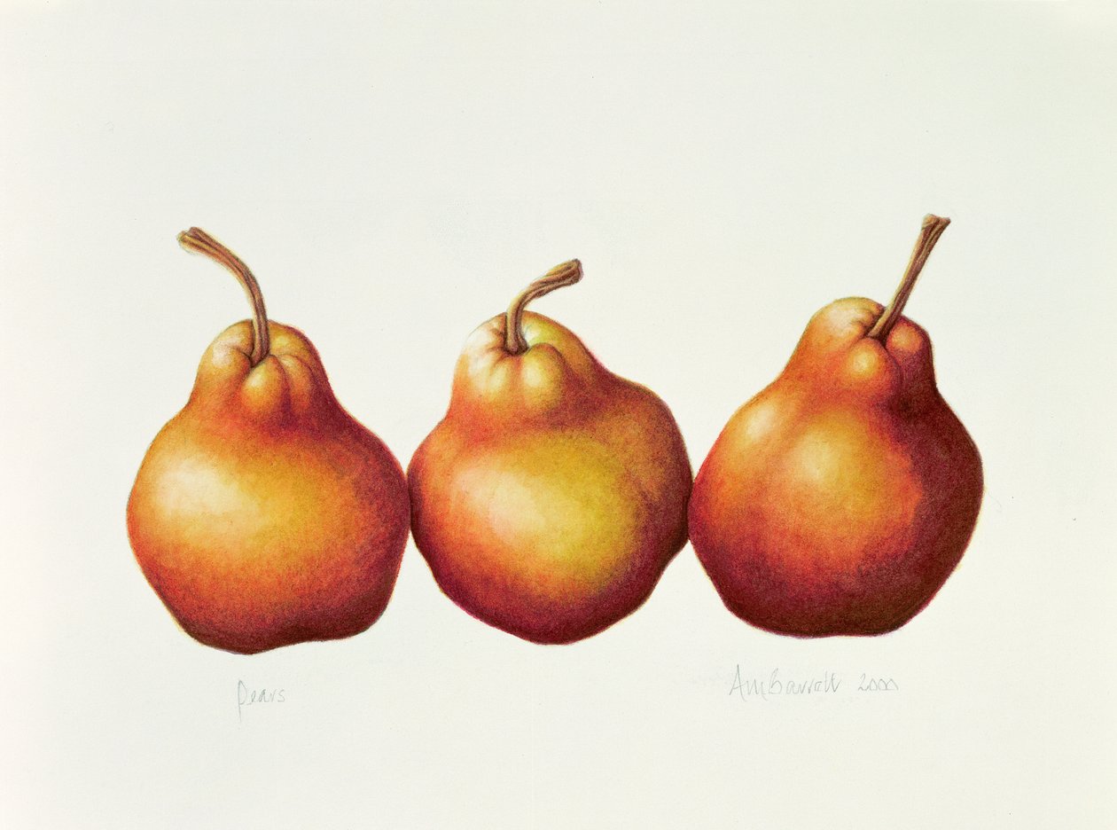 Pærer, 2000 (wc på papir) af Annabel Barrett