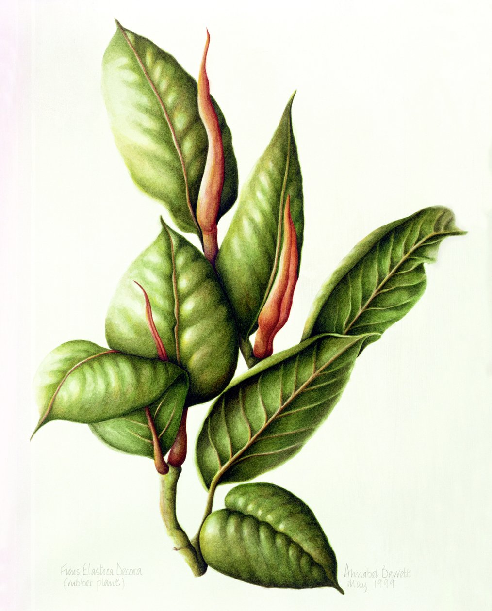 Rubber Plant, 1999 (wc på papir) af Annabel Barrett