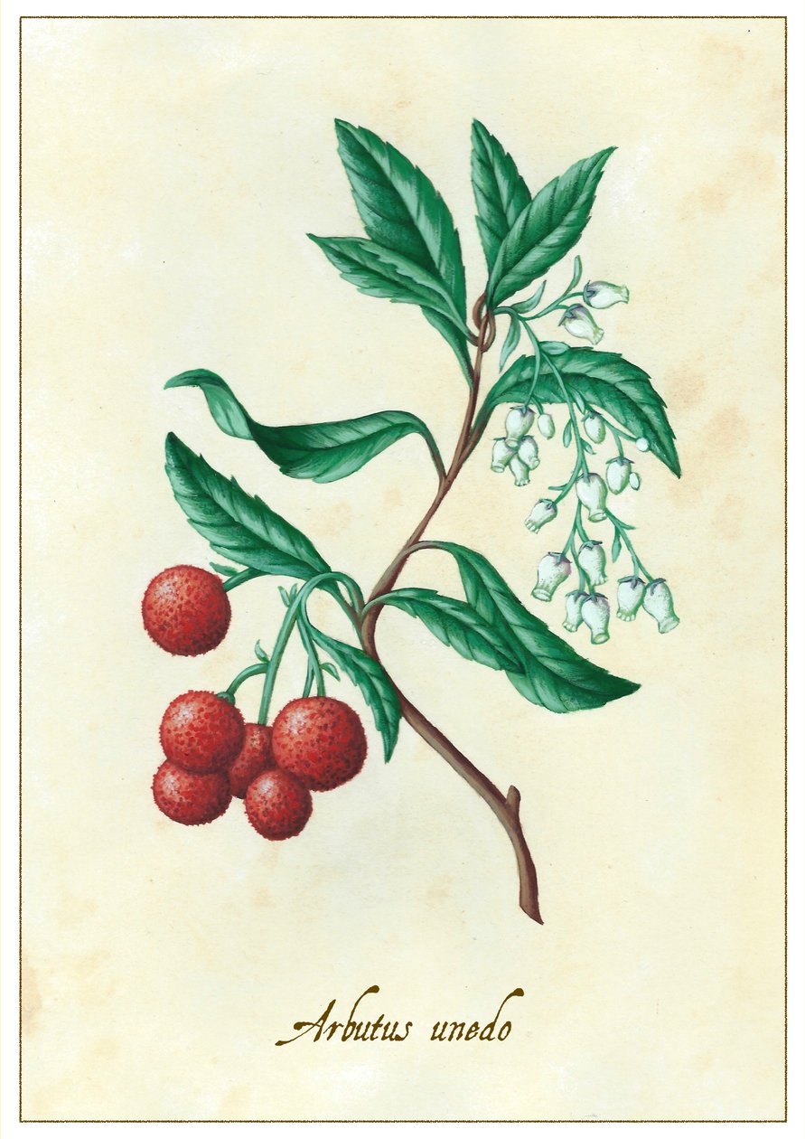 Arbutus unedo, 2015 (gouache) af Annalisa Morrocco