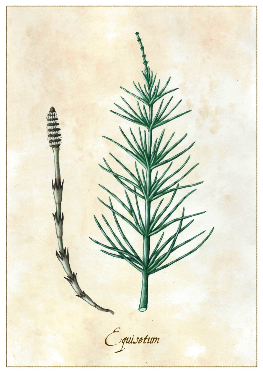 Equisetum, 2015 (gouache) af Annalisa Morrocco