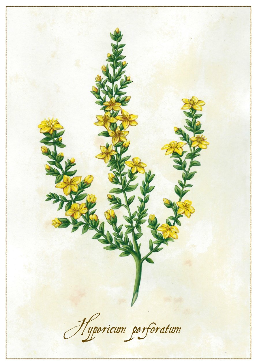 Hypericum perforatum, 2015 (gouache) af Annalisa Morrocco
