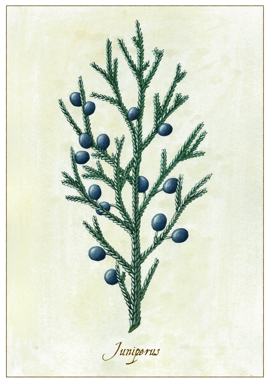 Juniperus, 2015 (gouache) af Annalisa Morrocco