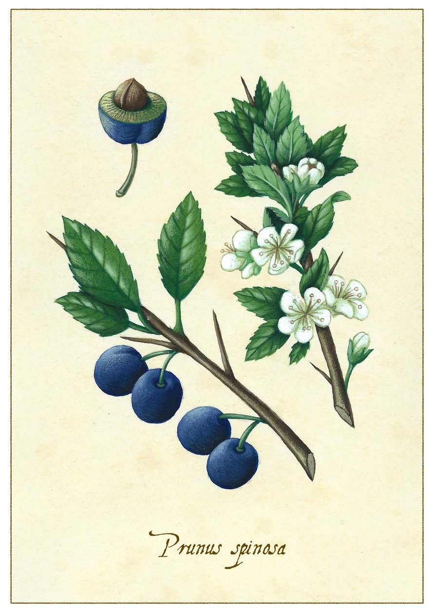 Prunus spinosa, 2015 (gouache) af Annalisa Morrocco