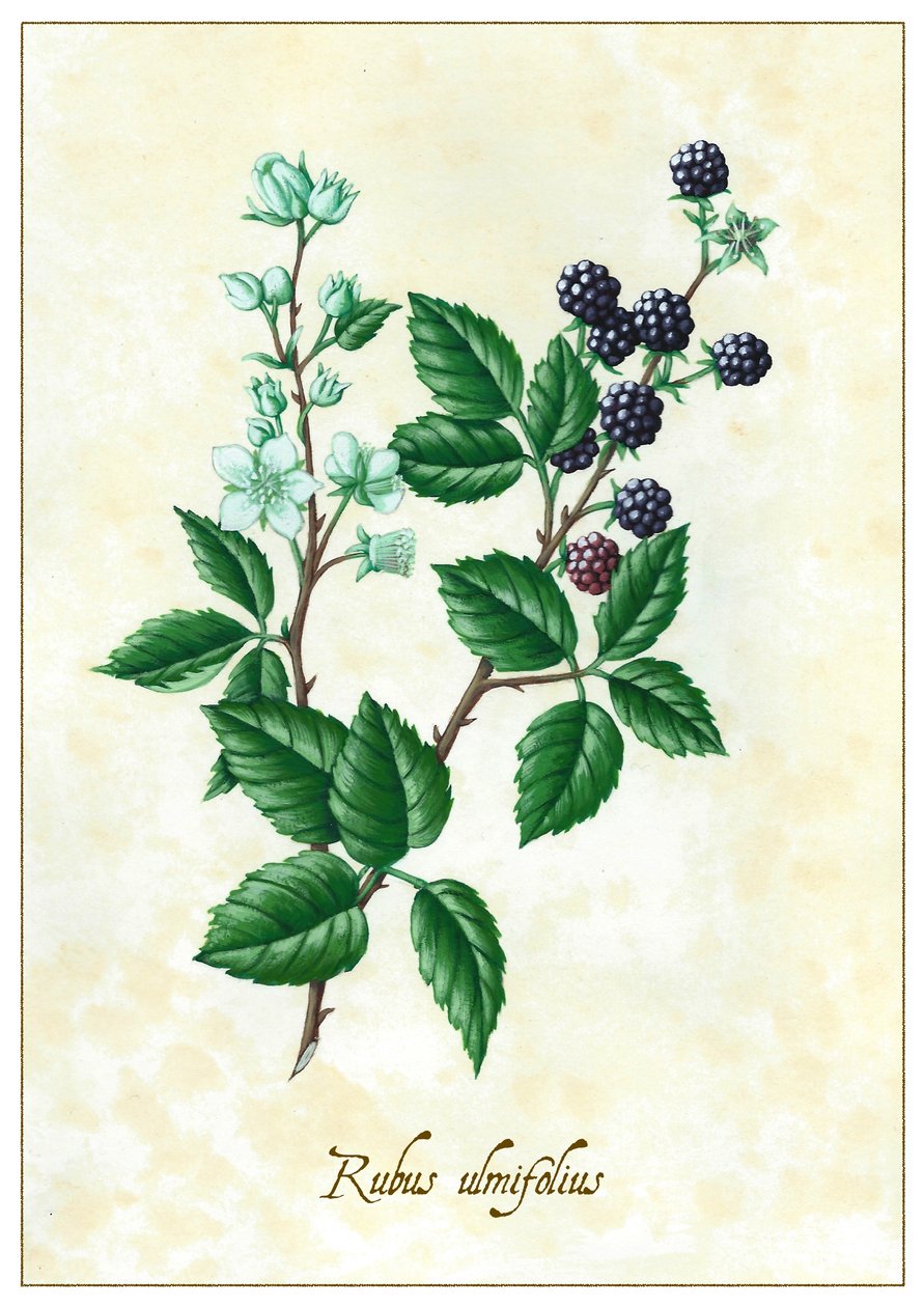 Rubus ulmifolius, 2015 (gouache) af Annalisa Morrocco