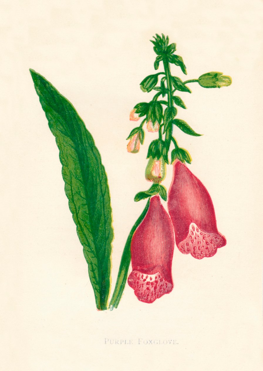 Lilla Foxglove, c1891, 1891. af Anne Pratt