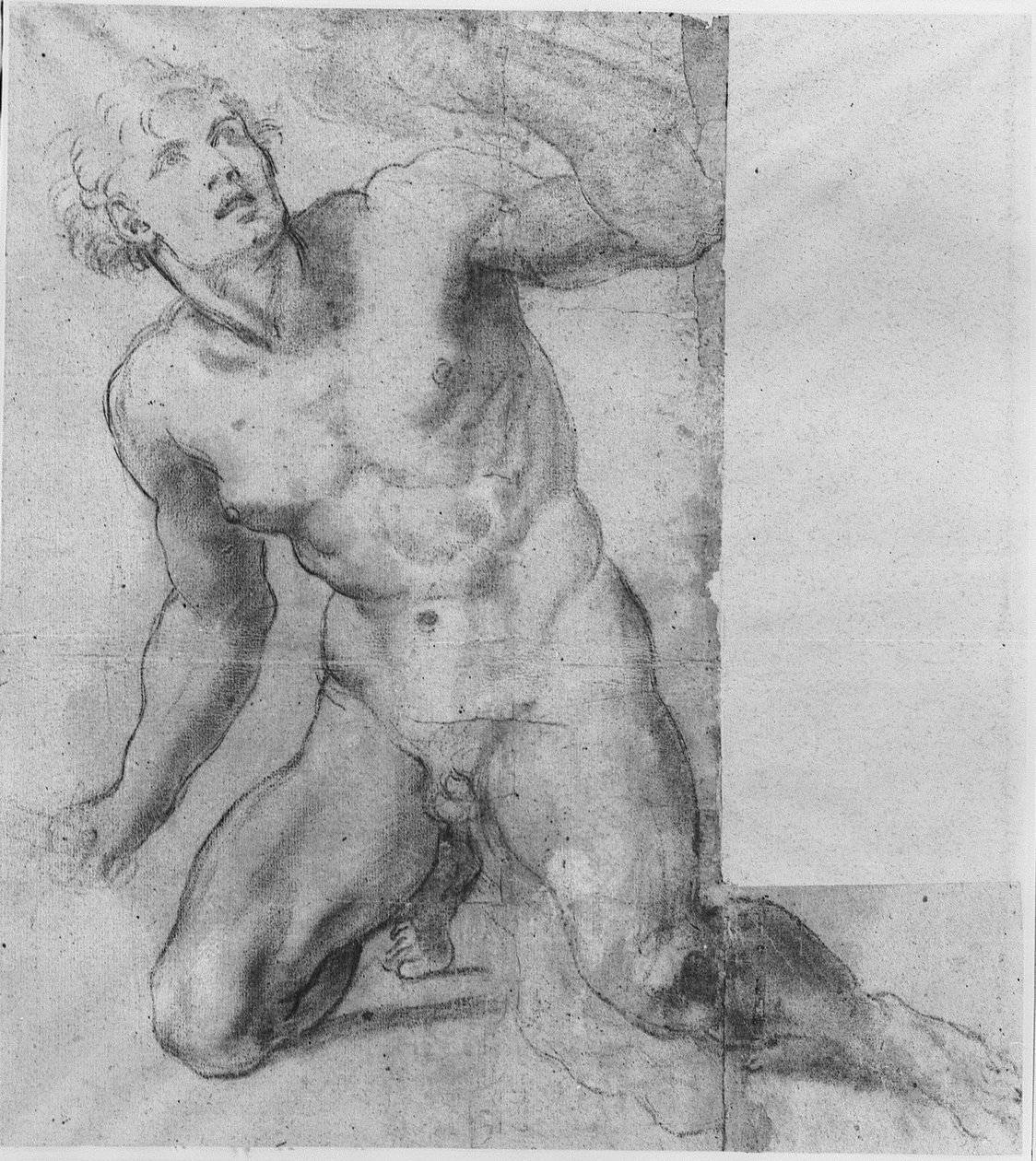Undersøgelse for Phineas - Farnese Gallery af Annibale Carracci