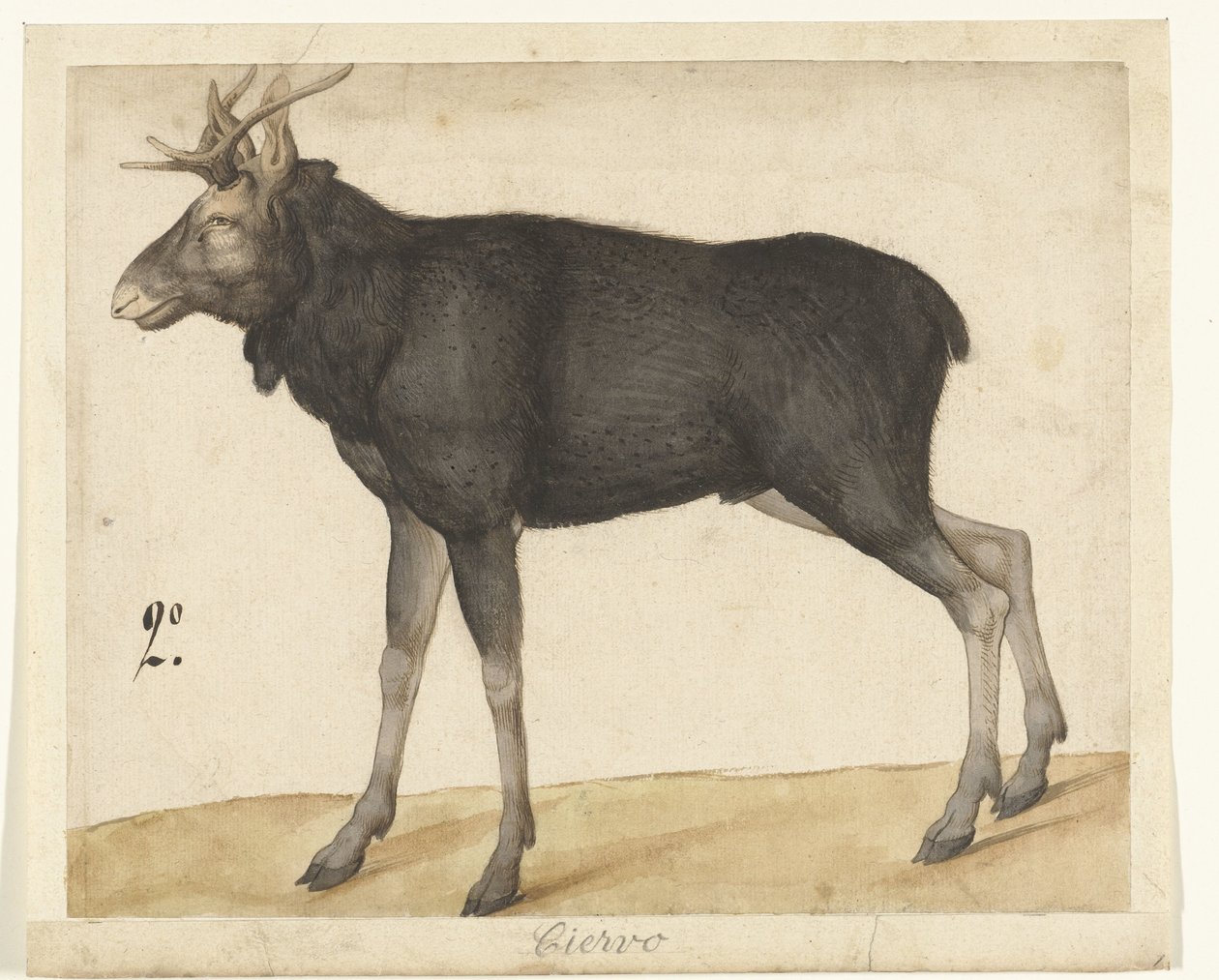 Eland Ciervo (titel på objekt) Lombard album (serietitel) af Anonymous