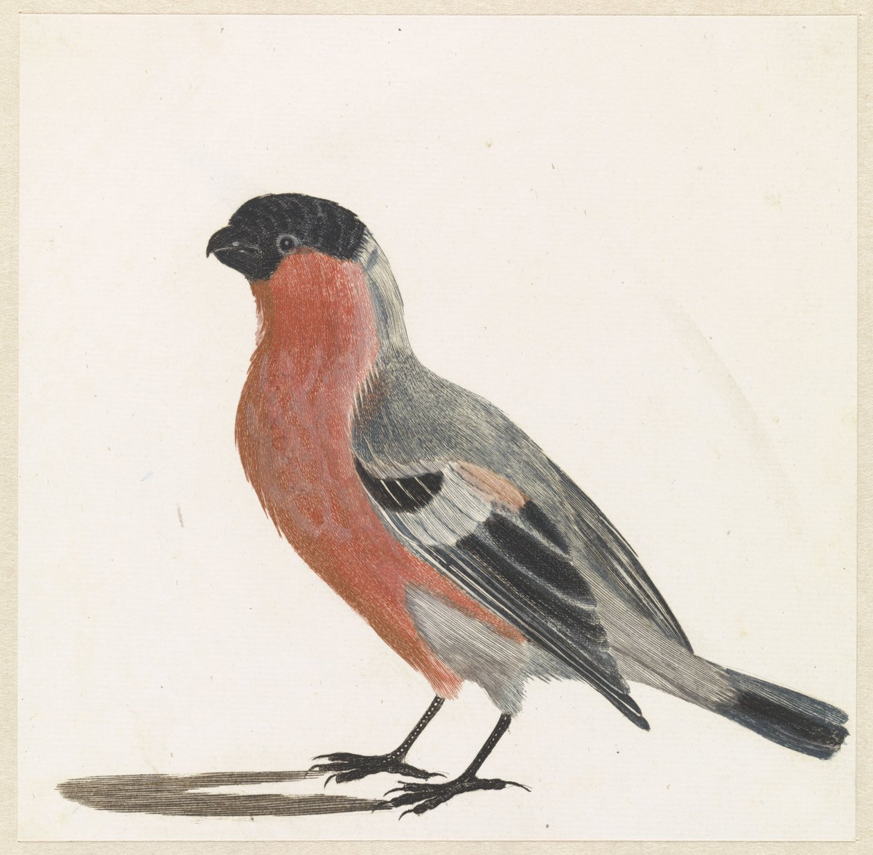 Bullfinch af Anonymous
