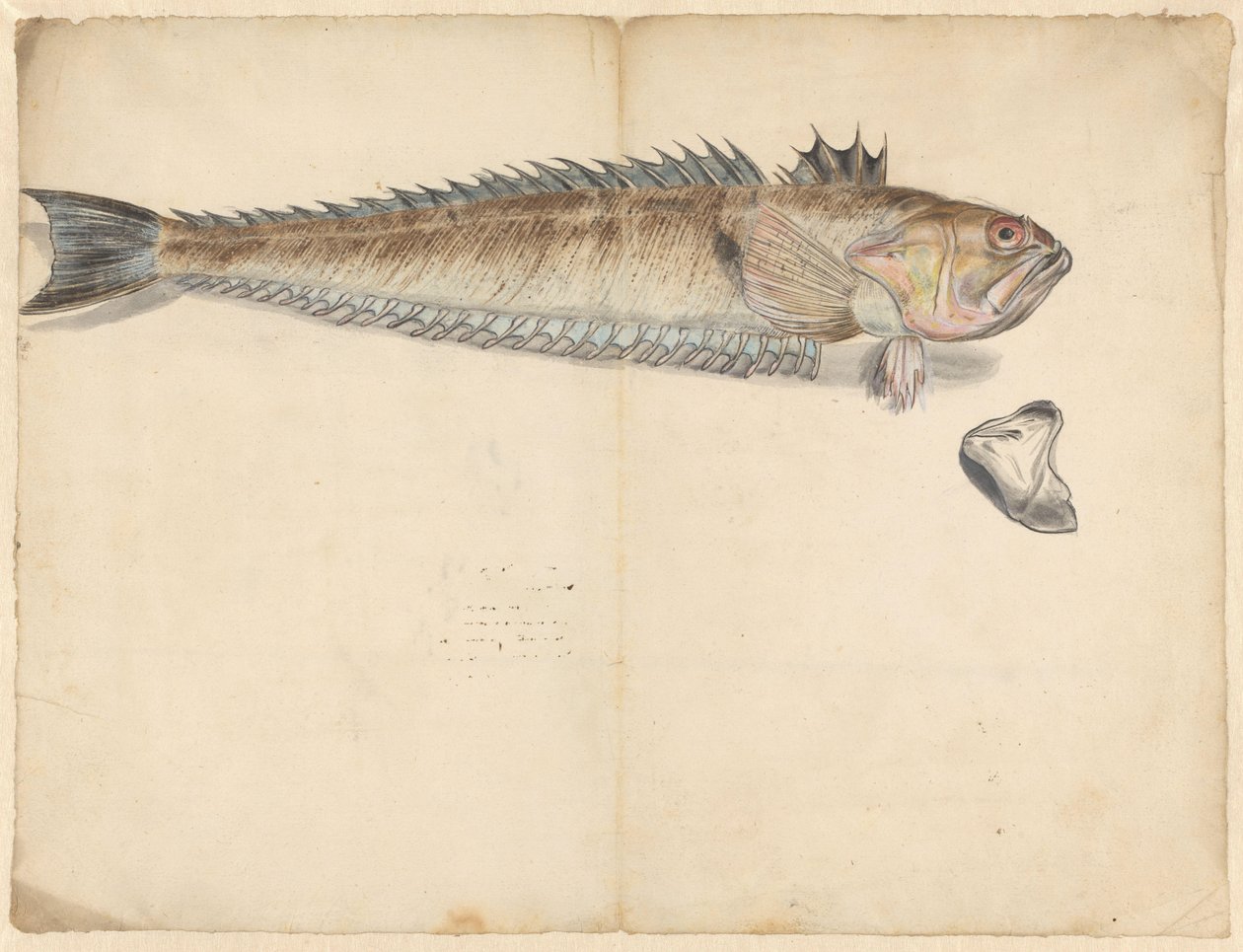 Større væver (Trachinus Draco) af Anonymous