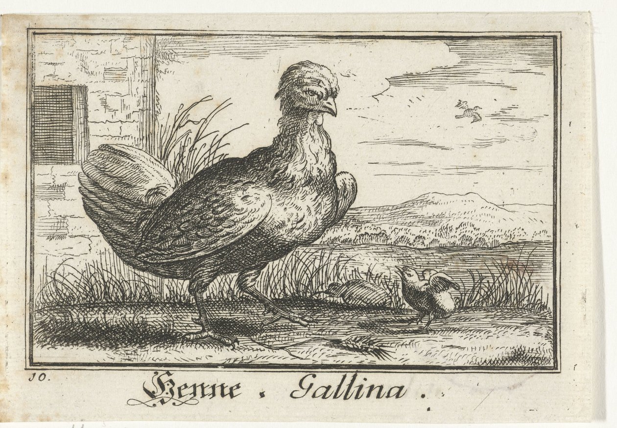 Kylling med kylling Henna, Gallina. (titel på objekt) af Anonymous