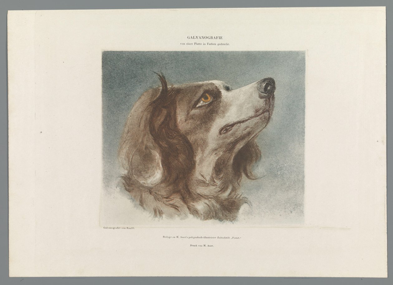 Hovedet af en hund af Anonymous