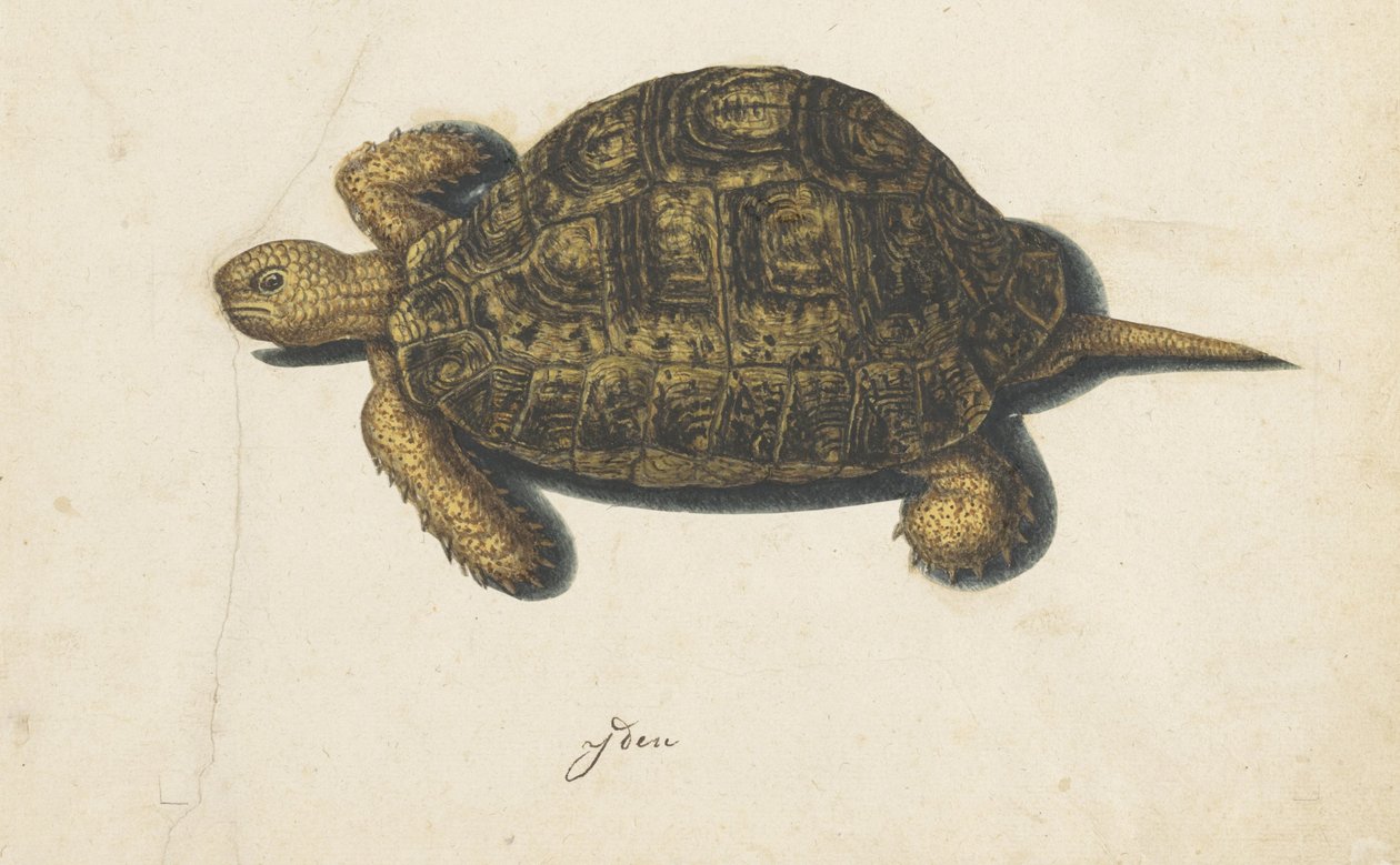 sumpskildpadde Lombard album (serietitel) af Anonymous