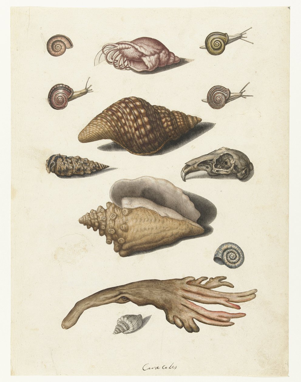 Skaldyr, tang, snegle og kaninkranie Caracoles (titel på objekt) Lombard album (serietitel) af Anonymous