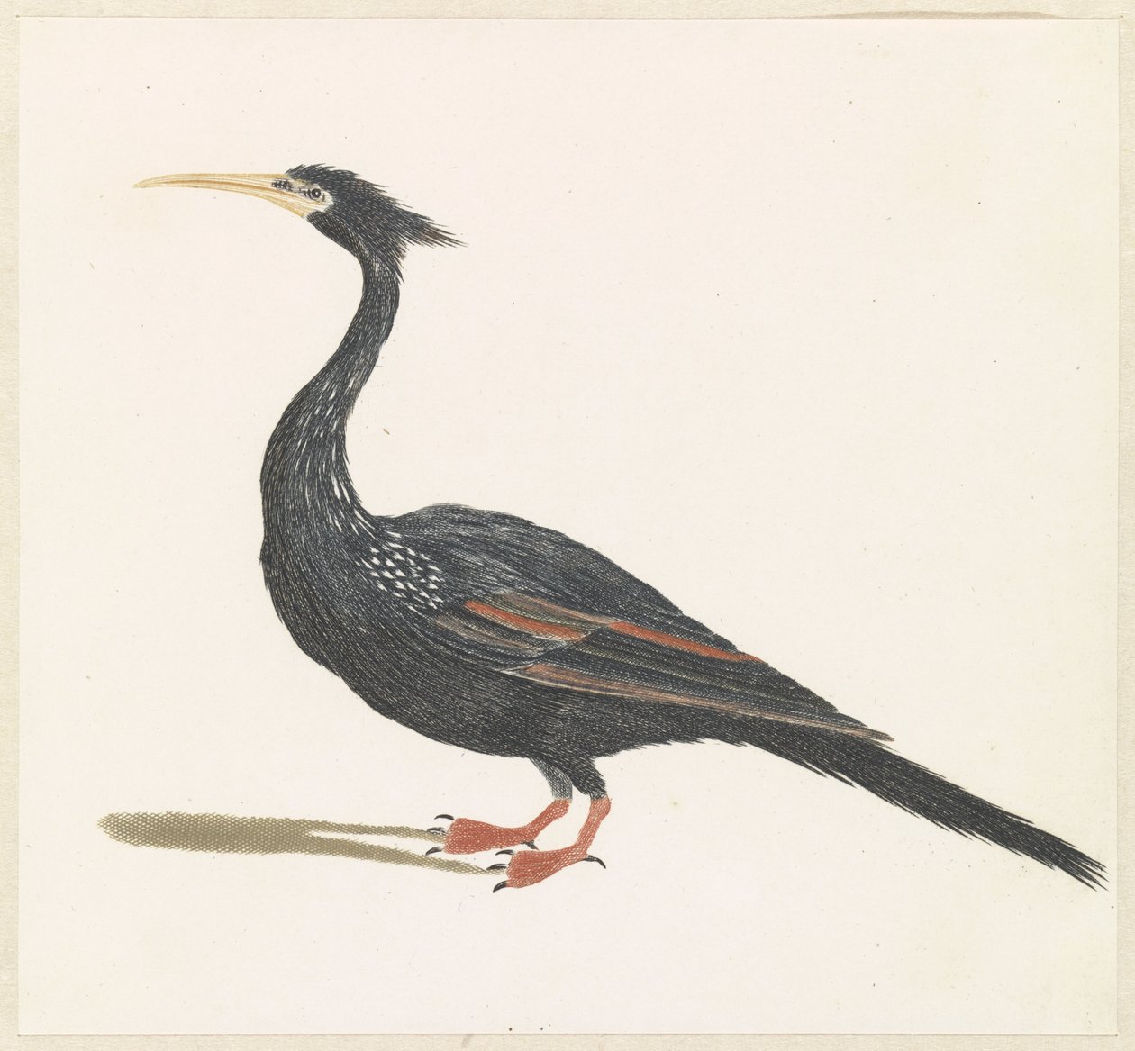 Slangenhalsvogel af Anonymous