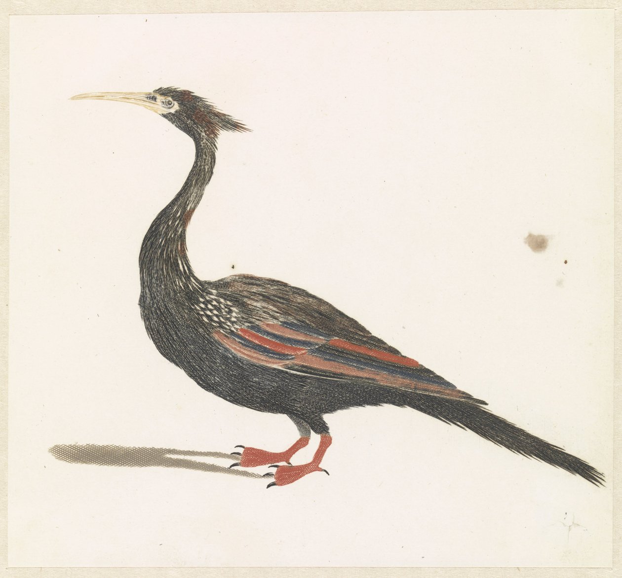 Slangenhalsvogel af Anonymous