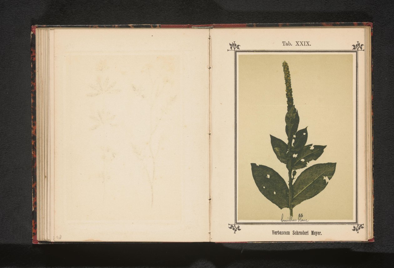 Toorts Verbascum Schraderi Meyer (titel på objekt) af Anonymous