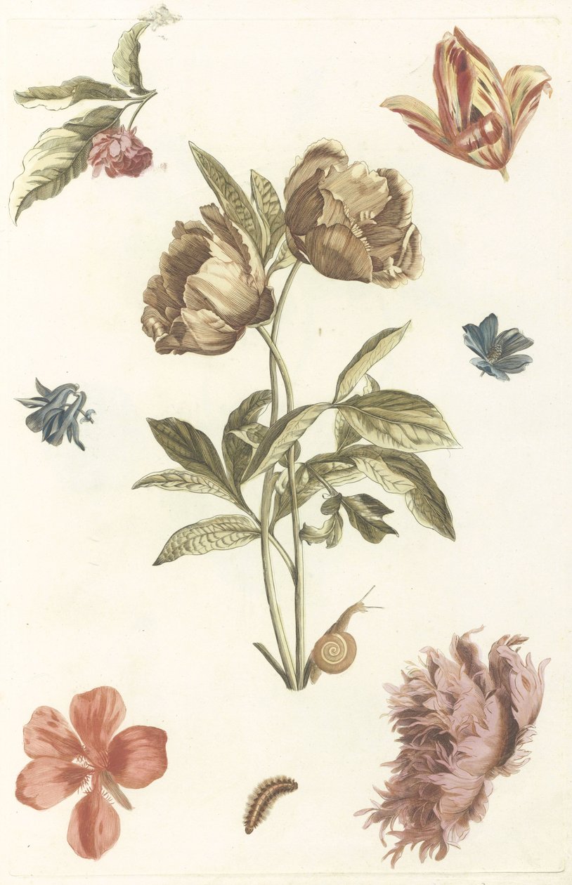 Forskellige blomster og en larve af Anonymous