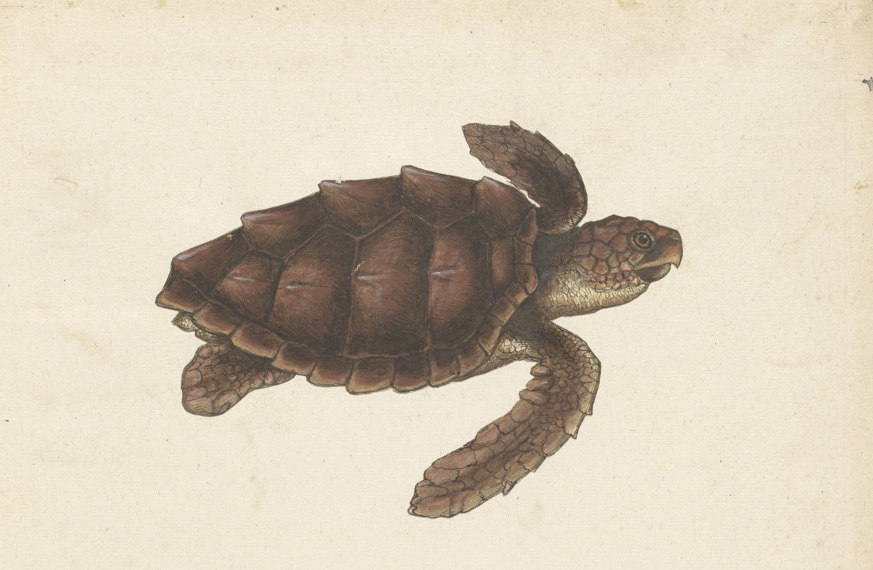 Zeeschildpad Tortugas - Eretmochelys imbricata / Hawksbill Turtle / karetschildpad (titel på objektet) Lombard album (serietitel) af Anonymous