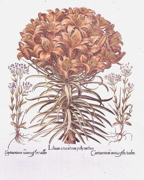 Lily og Centaurea, tysk af Anonymous Anonymous