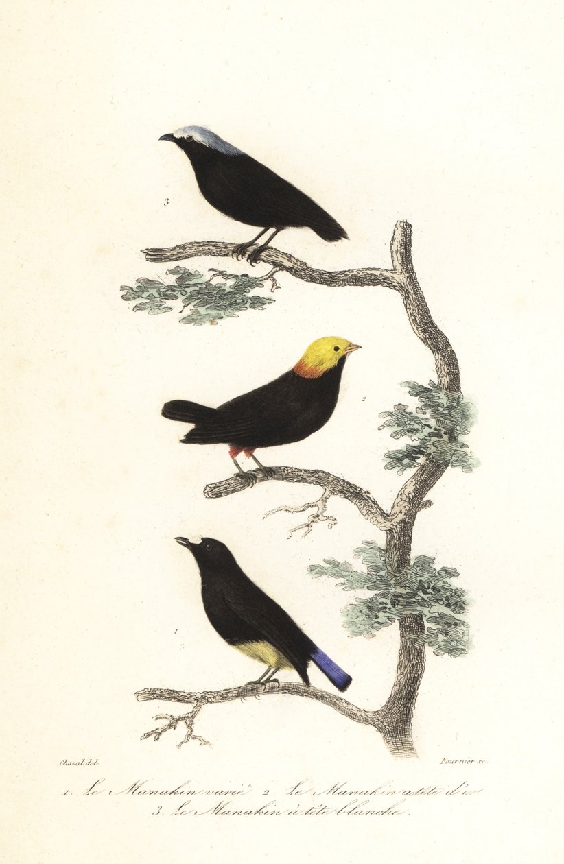 Manakin art. af Antoine (after) Chazal