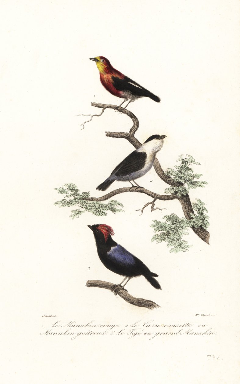 Manakin art. af Antoine (after) Chazal