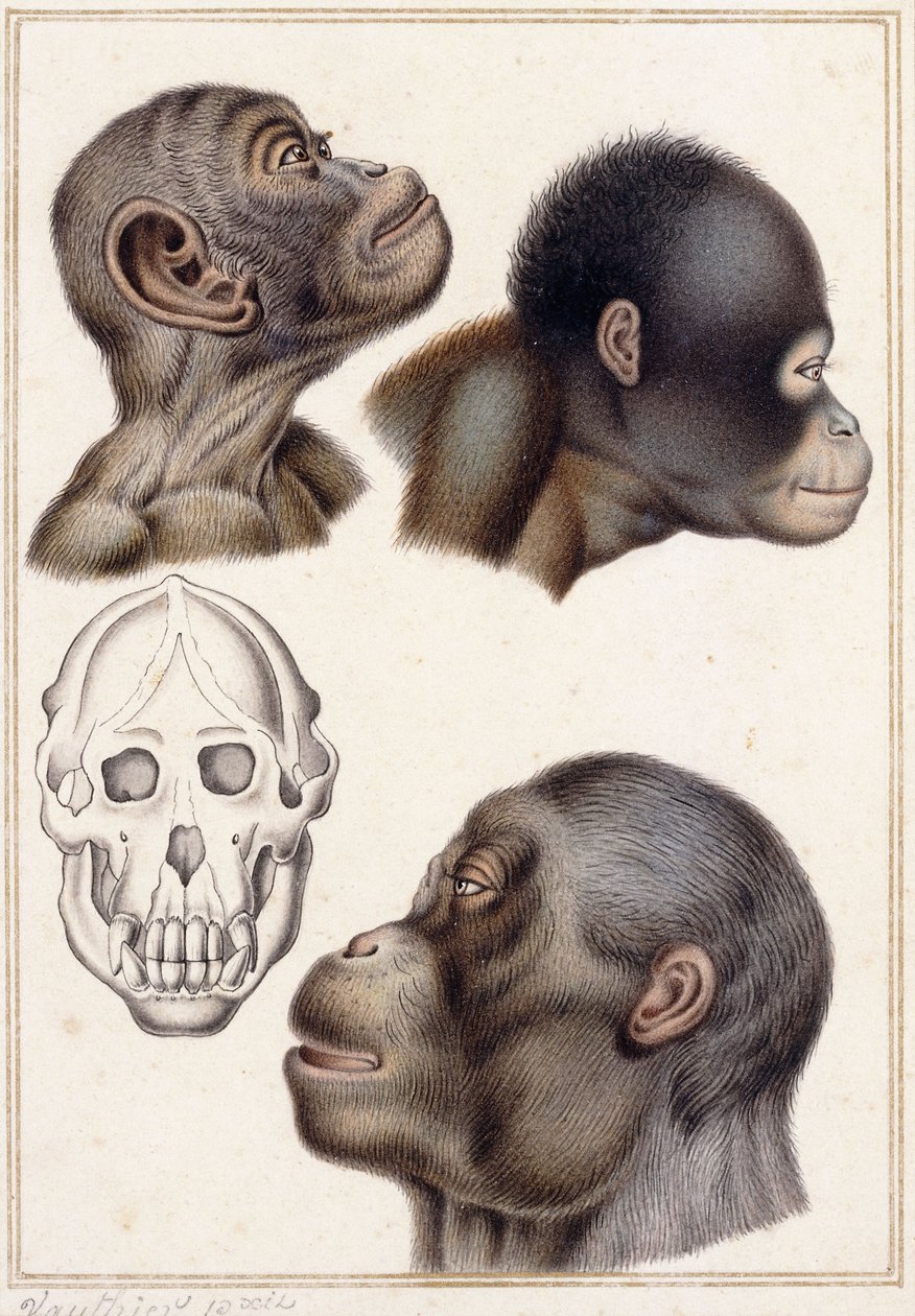 Kraniet af en pongo af Antoine Charles Vauthier