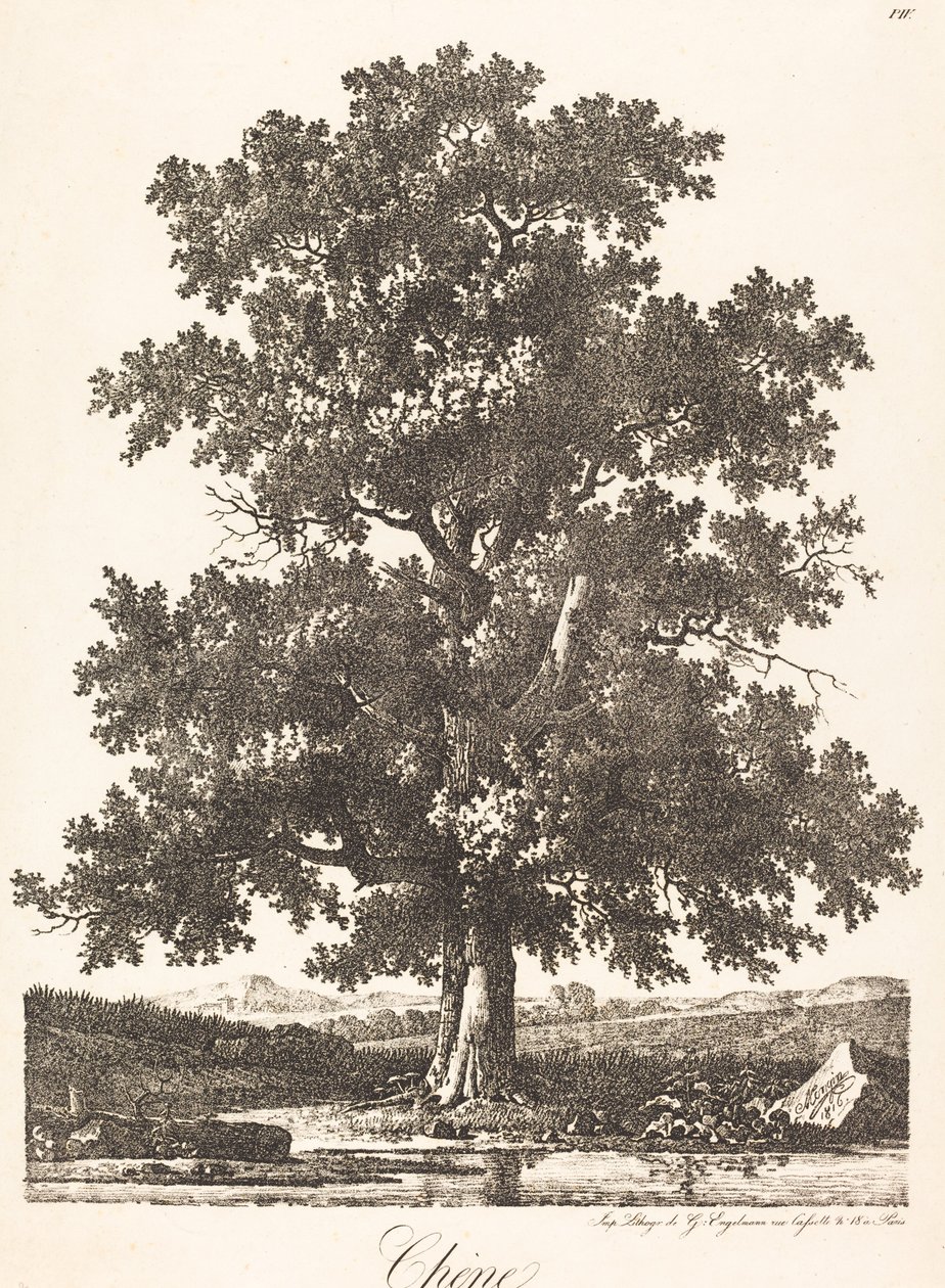 Chene (egetræ) af Antoine Pierre Mongin