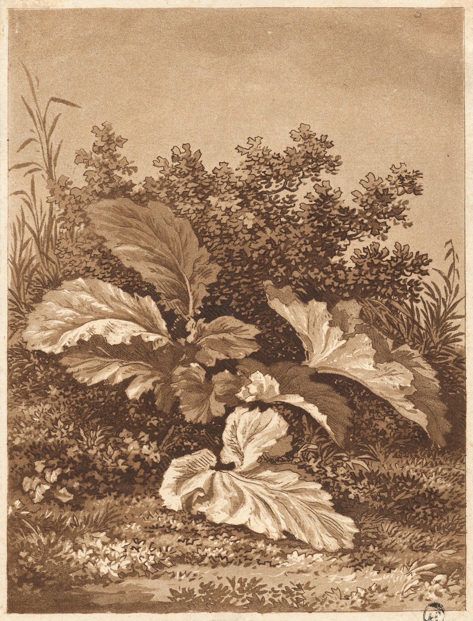 En undersøgelse af blade, ca. 1800. af Anton Balzer