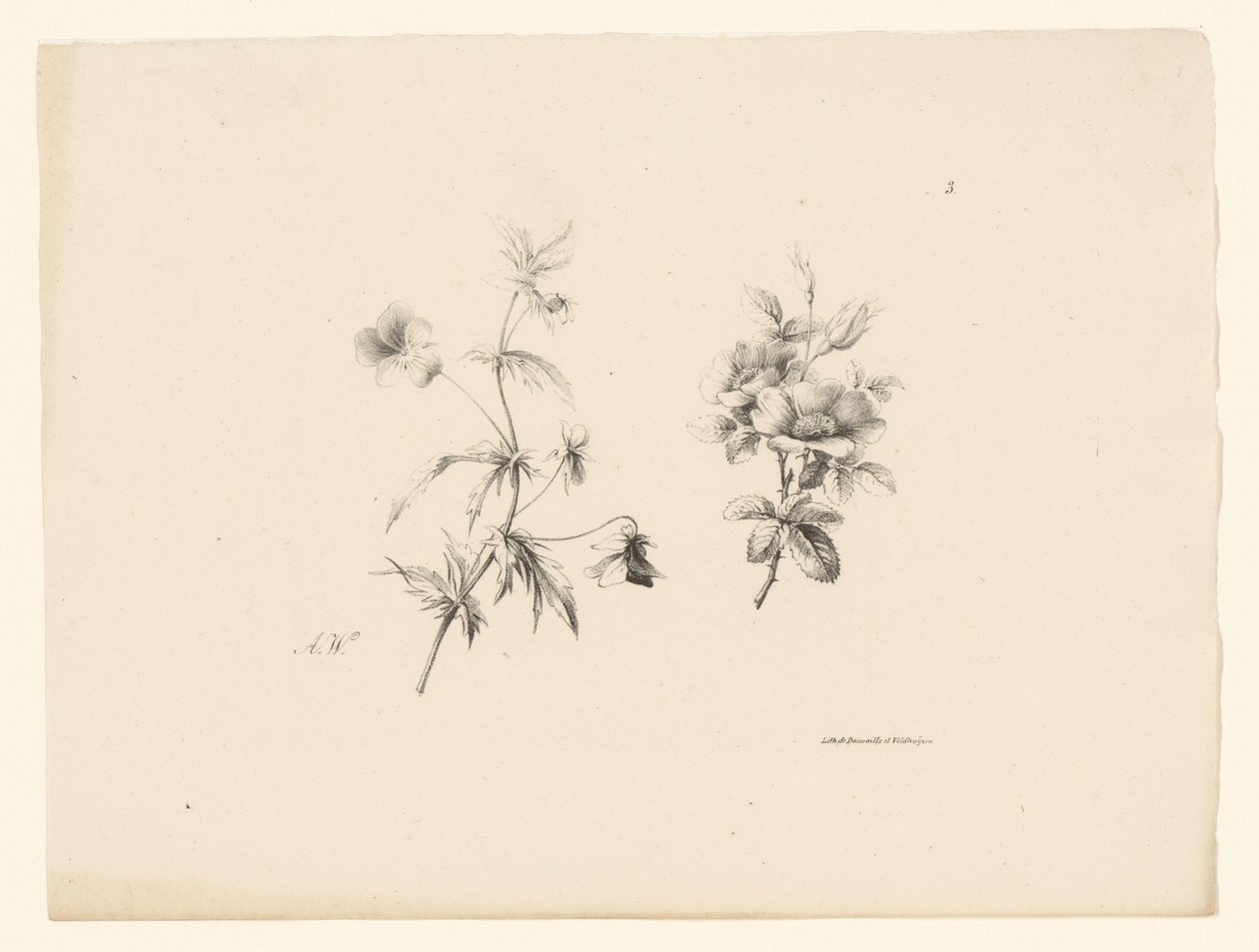 to blomster Blomster og frugter (serietitel) af Anton Weiss