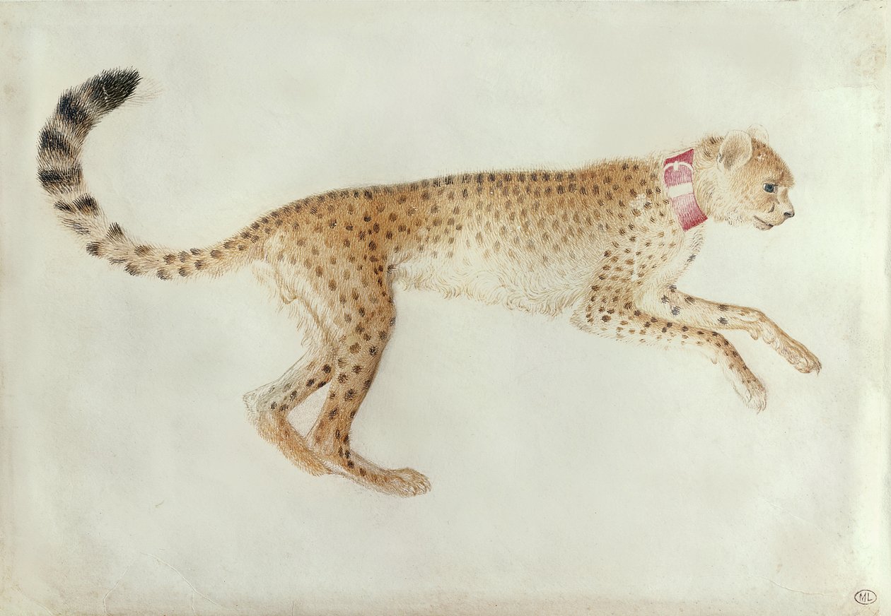 Afgrænsende gepard med rød krave (wc på pergament) af Antonio Pisanello