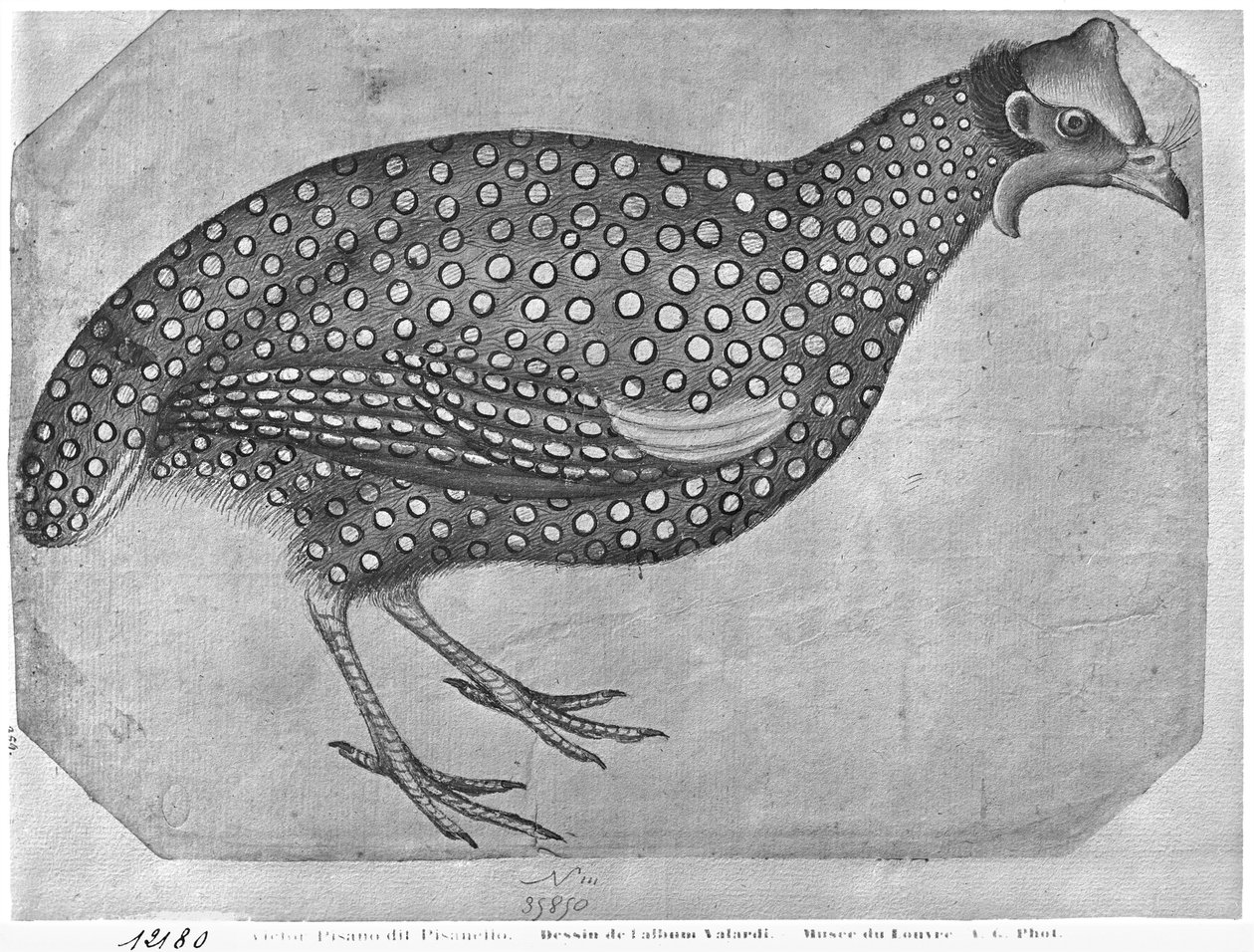 Perlehøns, fra The Vallardi Album (pen og blæk og wc på papir) af Antonio Pisanello