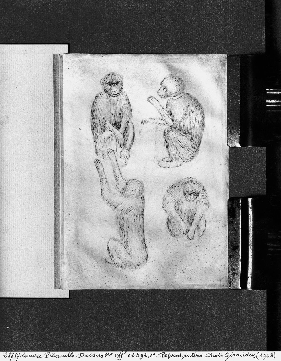 Monkeys, fra The Vallardi Album af Antonio Pisanello