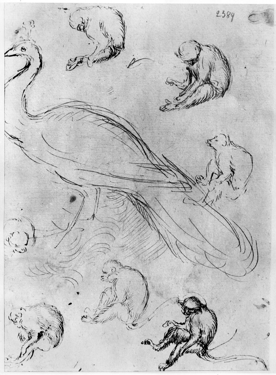 Peacock and Six Monkeys, fra The Vallardi Album af Antonio Pisanello