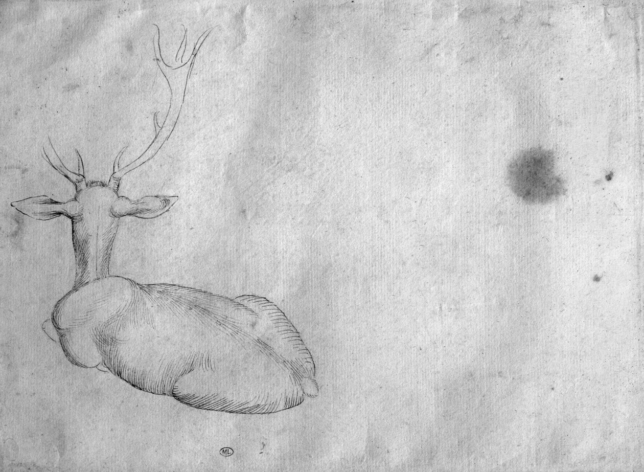 Hvilende kronhjort, set bagfra, fra The Vallardi Album af Antonio Pisanello