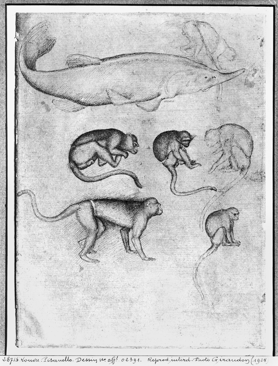 Six Monkeys and a Sturgeon, fra The Vallardi Album af Antonio Pisanello